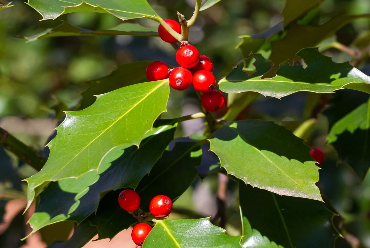 Para espacios interiores, hay plantas que le darán todo el ambiente festivo a este diciembre. (Foto: Freepik)