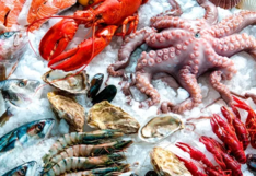 Exportadora de productos pesqueros apunta a fortalecer presencia en países de la región