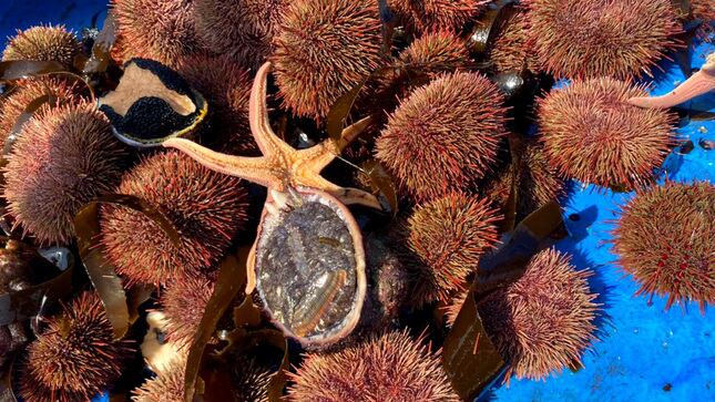 El límite máximo de captura total permisible del erizo rojo podrá modificarse según considere Imarpe, indicó el ministerio. Foto: Produce.