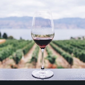 Día Internacional del Cabernet Sauvignon