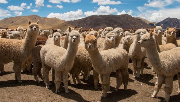 Inca Tops produce menos del 2% de la fibra que demanda, por lo que este insumo que procesa surge, principalmente, de la producción de las comunidades alpaqueras de Puno, Arequipa, Huancavelica y Cusco.