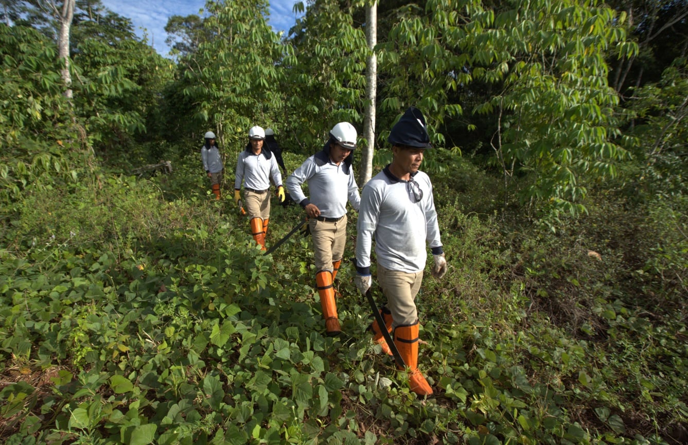 Madera, oro y aceite, entre otros productos, exporta la selva