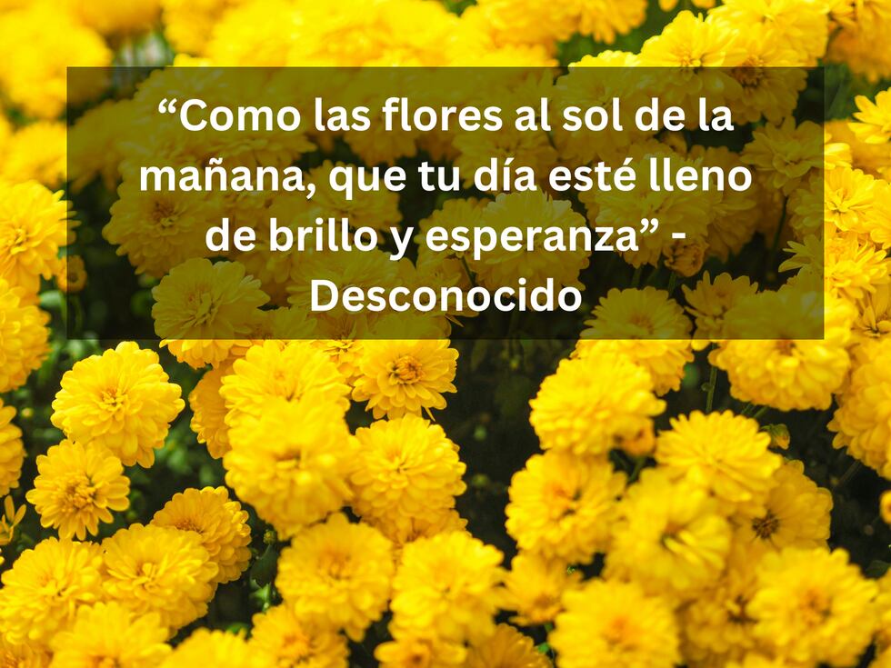 “Como las flores al sol de la mañana, que tu día esté lleno de brillo y esperanza” - Desconocido | Foto de Ra Dragon en Unsplash / Composición Mix