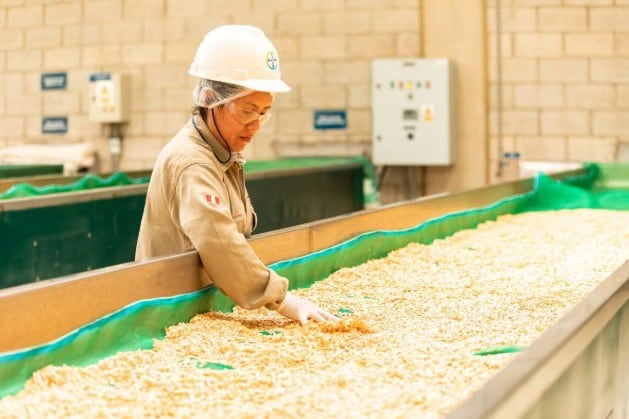 Bayer Vegetales Perú (Ica) iniciará la exportación de semillas de brassicas. (Foto: Referencial)