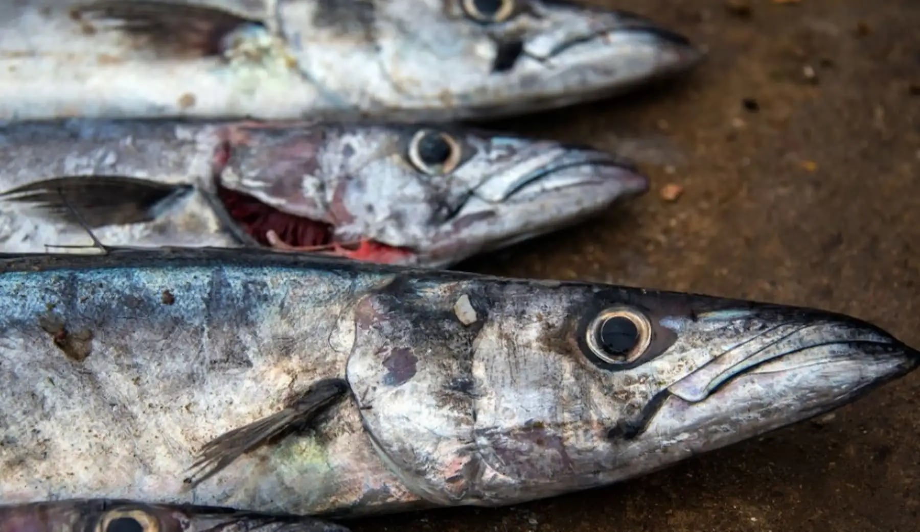 Produce: Cambiarán criterio para asignar cuota de pesca del jurel