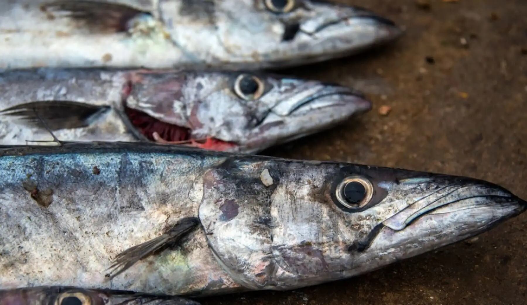 ¿En qué situación se encuentra la captura de jurel en Perú? (Foto: Andina)