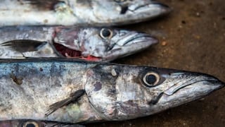 Produce: Cambiarán criterio para asignar cuota de pesca del jurel