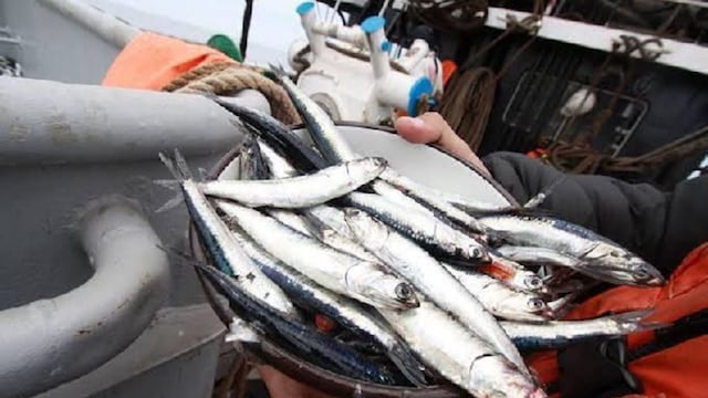 Pesca de anchoveta cerca de alcanzar el 100% de la cuota, informa Produce