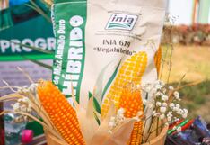 Gobierno apuesta por nueva semilla de maíz amarillo duro de para competir en el mercado internacional