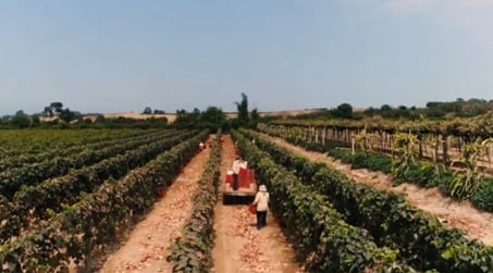 Bodegas y Viñedos Grimaldi cuenta con 22 hectáreas. (Foto: Bodegas y Viñedos Grimaldi).