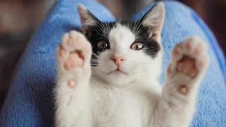 Los costos del cuidado de las mascotas se pueden acumular, ¿por qué?