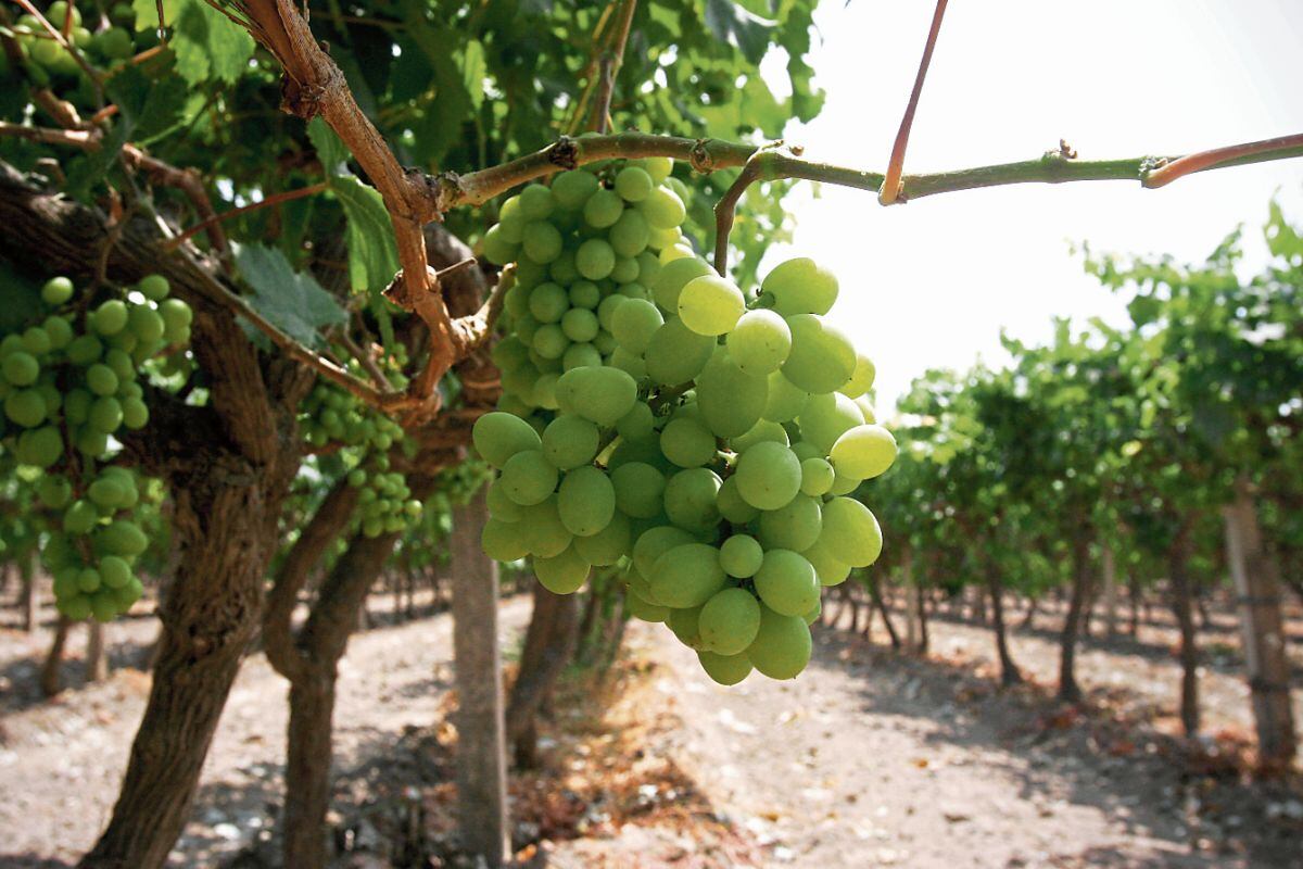 Agrícola Don Ricardo y mexicana Giddings ya realizan eventos de posicionamiento en conjunto en tiendas especializadas del gigante asiático.