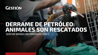 Derrame de petróleo en Ventanilla: Serfor informa cuál es el estado de los animales rescatados