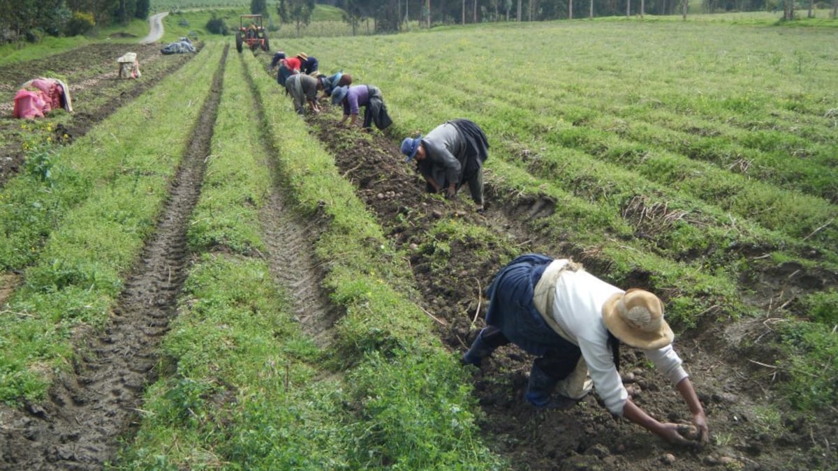 El Niño aumenta riesgo sobre los dos principales cultivos de Perú: temores crecen en el agro