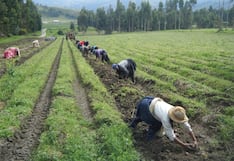 El Niño aumenta riesgo sobre los dos principales cultivos de Perú: temores crecen en el agro