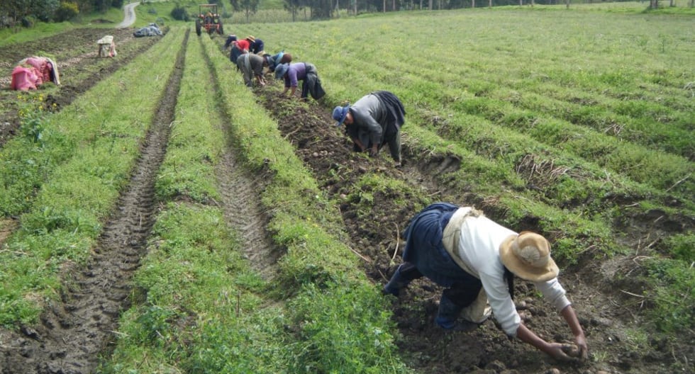 El Niño amenaza a la producción agrícola peruana