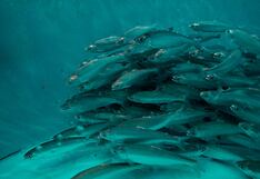 Precios de aceite y harina de pescado con tendencia alcista por baja producción en Perú