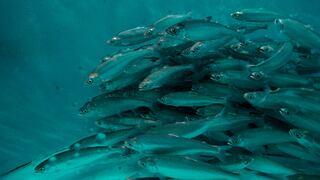 Precios de aceite y harina de pescado con tendencia alcista por baja producción en Perú