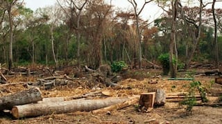 FAO:América Latina es una de las regiones del mundo donde sigue la deforestación