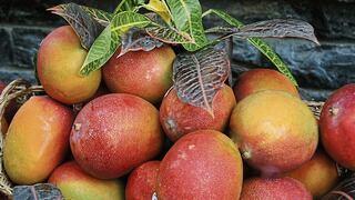 Exportación de mango fresco a Corea del Sur supera los US$ 12.3 millones a setiembre