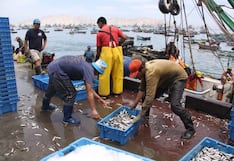 Produce establece límites de pesca de jurel en 70,568 toneladas para 2024