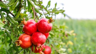 Evergreen anticipa boom de granadas en Tacna y amplía negocio de empaque: ¿nuevo fruto?