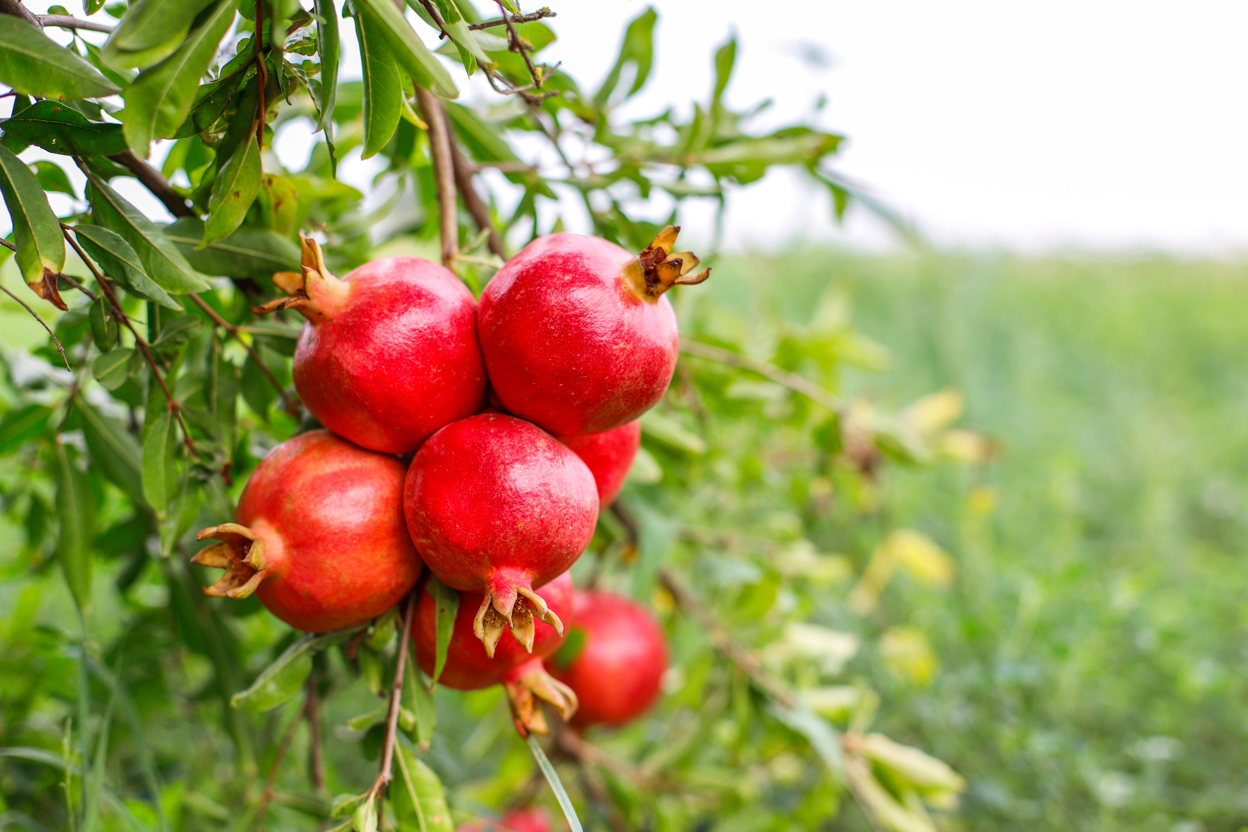 La producción de granada está a cargo de Agrícola San Gallán. Foto: Freepik