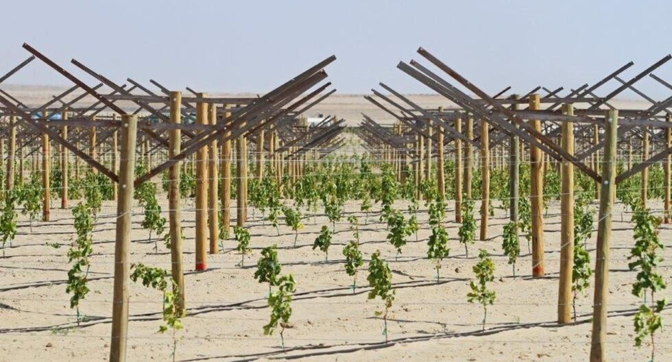 Olmos presentan solicitud para extender concesión del proyecto de