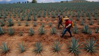 La sobreproducción de agave para tequila en México enciende alertas climáticas