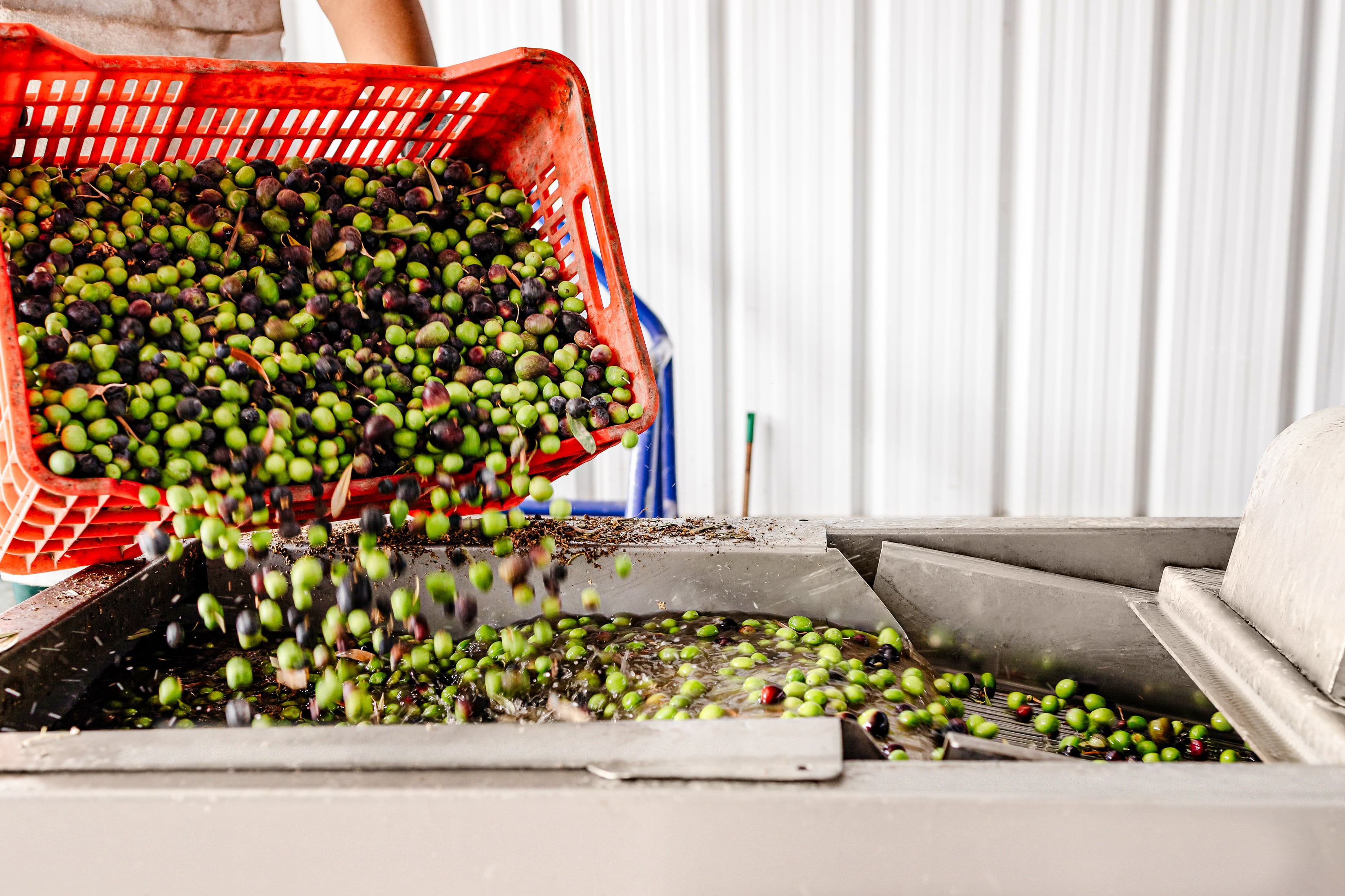 En Tacna, en la zona de La Yarada-Los Palos, se realiza el procesamiento de la aceituna y la elaboración del aceite.