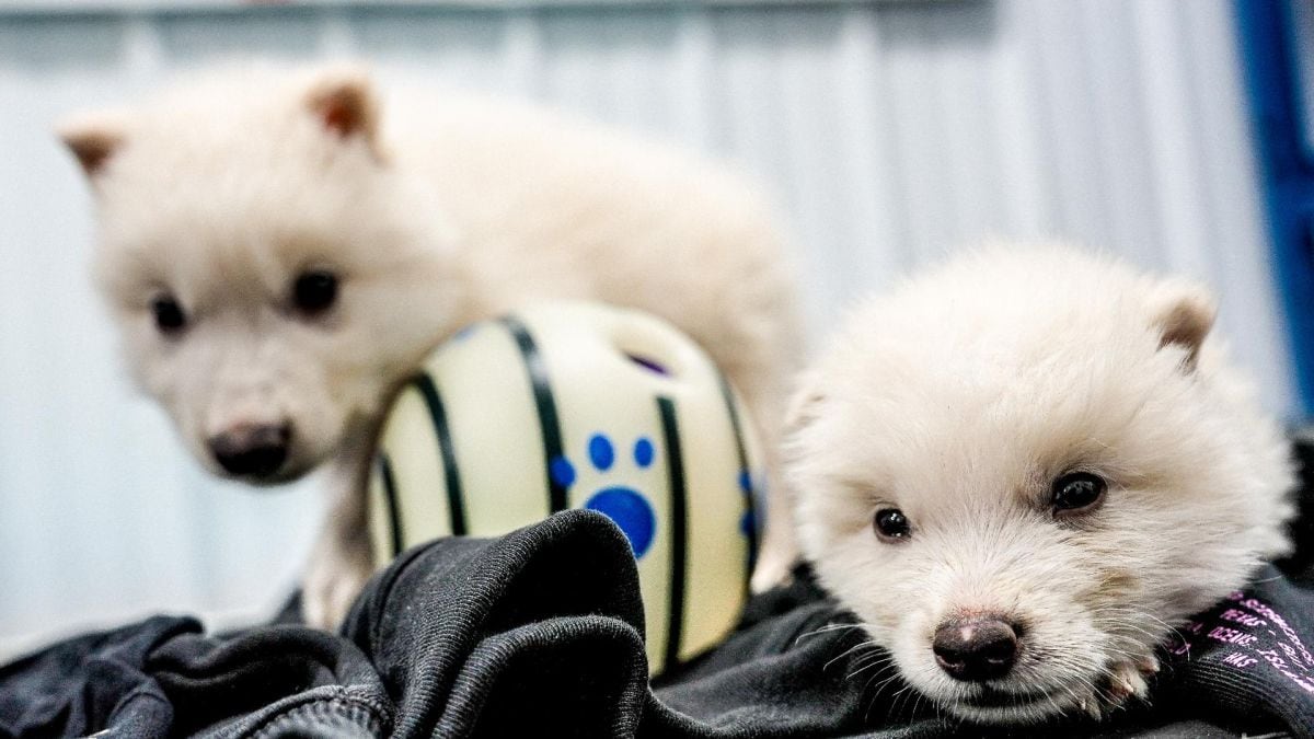 Imagen de los lobos "terribles de Colossal": Rómulo y Remo. Foto: Colossal Biosciences