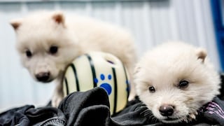 Reviven al lobo “terrible” de la Casa Stark en Juego de Tronos, extinto hace 13,000 años