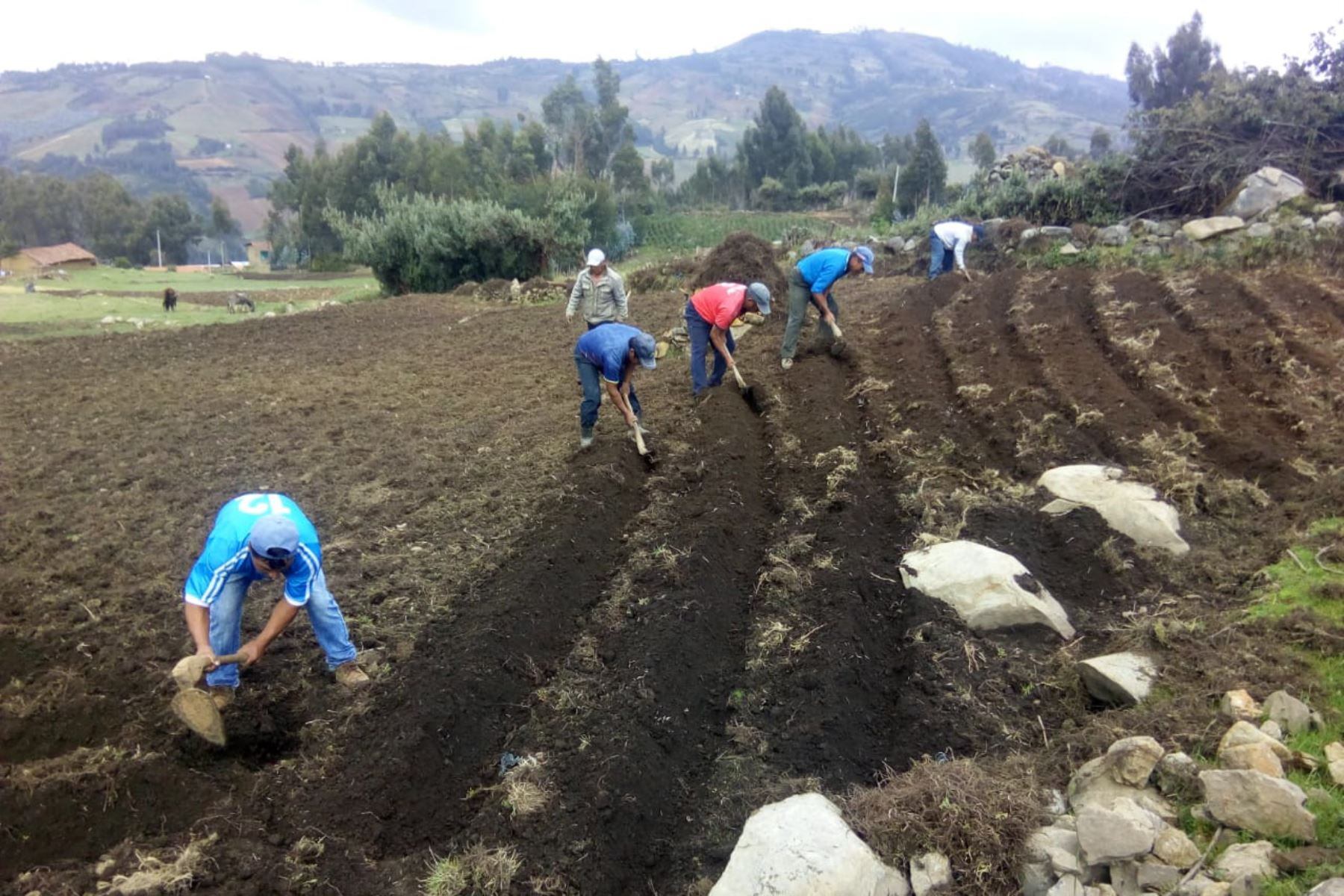 Producción de papa podría caer por heladas en la sierra. Foto: Andina.