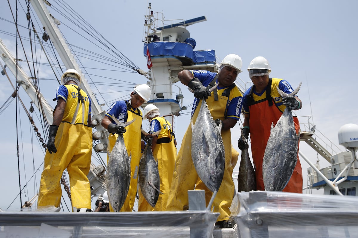 Produce espera los resultados del análisis de Imarpe para encontrar un espacio posible para iniciar la segunda temporada de pesca este año. (Foto: GEC).