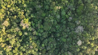 La mitad del bosque de Perú es “candidato” para la ilegalidad: ¿espacio “huérfano”?