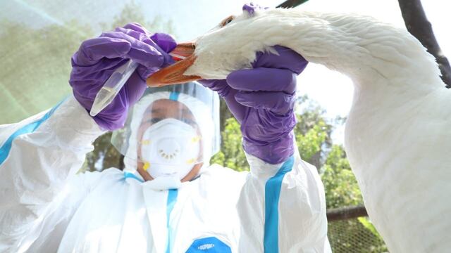 Gripe aviar: Se hará simulacro multisectorial para enfrentar posibles casos en humanos  