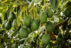 Fruglobe y la ruta de la palta: desde la sierra peruana a Europa y EE.UU.