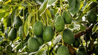 Fruglobe y la ruta de la palta: desde la sierra peruana a Europa y EE.UU.