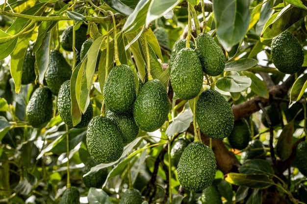 Fruglobe es una agroexportadora peruana fundada en 2018, con sede en Lima y especializada en la comercialización y exportación de frutas frescas como palta Hass, mango Kent y arándanos. (Foto: Fresh Plaza).