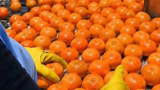 El Niño: Siembra Alta prevé cerrar campaña de mandarinas con 20% menos de envíos