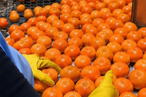 Las altas temperaturas impiden que la mandarina alcance el color que exigen los mercados de destino. (Foto: Siembra Alta).