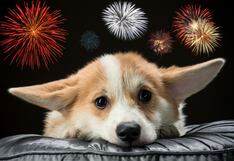 Las mascotas sufren hasta 4 veces más por los ruidos de los pirotécnicos en Navidad