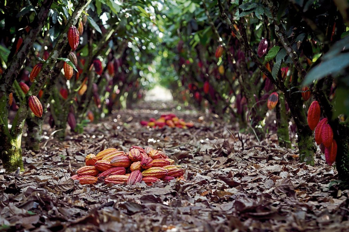 Las cooperativas tienen mayor alcance en zonas rurales.
FOTO: Juan Ponce/ El Comercio