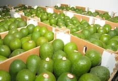 Palta Hass arranca campaña con precios altos, pero volumen de exportación caería