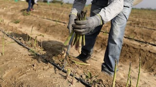 Fertilizantes: productores agrarios podrán empadronarse en municipalidades y juntas de usuarios