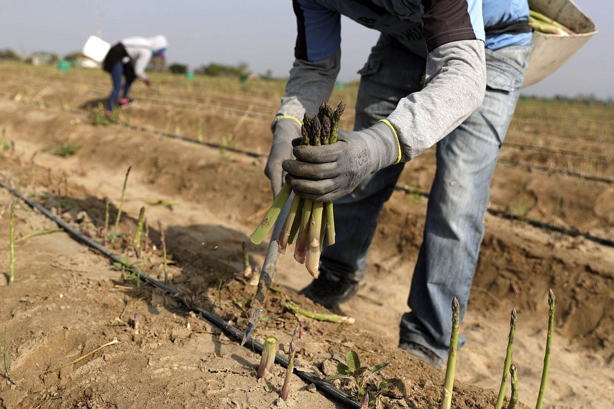 El sector agropecuario crece de enero a mayo, según el Midagri (Foto: GEC)