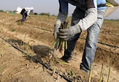 MEF busca ampliar incentivos del sector textil al sector agroexportador