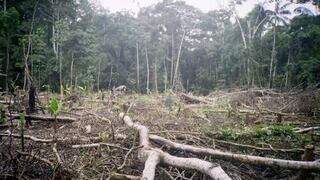 Selva Amazónica pierde 54 millones de toneladas de carbono anuales por talas selectivas