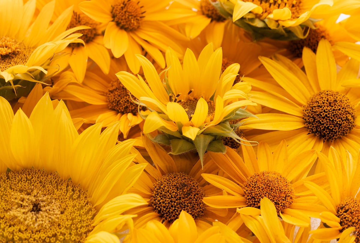 Conoce la razón para regalar flores amarillas el 21 de septiembre. (Foto: Freepik)