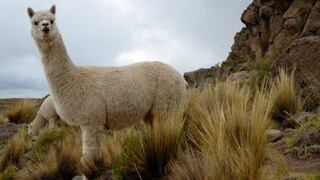Minagri crea mecanismo de reposición por pérdidas de alpacas ante climas adversos